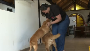 Programa Municipal de Maipú: Impulsan los hogares temporales para perros y gatos