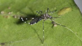 Seremi de Salud confirma hallazgo de mosquito del dengue, zika y fiebre amarilla en Aeropuerto de Santiago