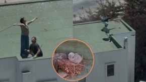 Detienen a sujetos que lanzaron a polluelos al vacío en Maitencillo: aves fueron rescatadas