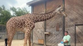 Ahora vive en el Buin Zoo: La travesía de Ankatu hasta su nuevo hogar