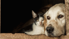 Estudio concluye que duelo por muerte de mascota "puede ser tan profundo" como el de un familiar