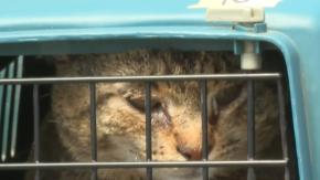 Más de 300 esperan sus dueños: Crean plataforma de mascotas perdidas en incendios