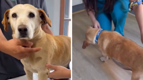 Fundación acusa que perrita no fue adoptada por familia porque la encontraron "gorda": Aún busca hogar