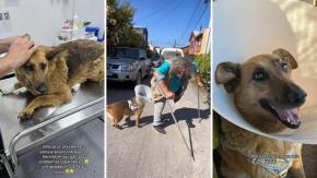 Hombre perdió su casa por incendios en Biobío, su perrita escapó y su reencuentro se hizo viral: “Lloré todo el video”