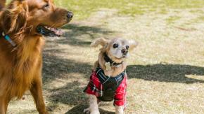 La Voz Del Experto: Oportunidades de emprendimiento relacionadas a las mascotas