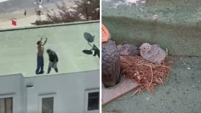 No se acreditó maltrato animal: Sujetos que lanzaron a polluelos al vacío quedaron libres