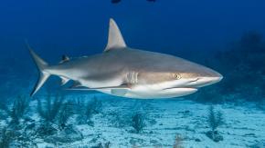 Niño lucha por su vida tras ataque de tiburón en Australia