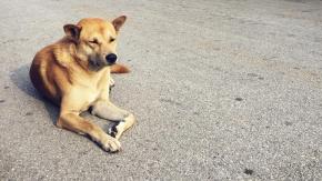 Muerte de un perro a mano de adolescentes causa indignación en Brasil