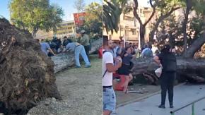 Tragedia en Valparaíso: una persona muerta y otra resulta herida tras caída de un árbol