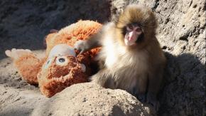 Un mono viral, su peluche y un experimento de hace 70 años: lo que Punch nos enseña sobre la teoría del apego