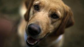 Alerta por altas temperaturas extremas: ¿Cómo proteger a las mascotas del calor?