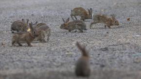 Plaga de conejos invade terreno en Las Condes: el debate entre su encantadora apariencia y el riesgo ambiental