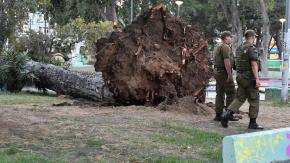 Tragedia por caída de árbol en Valparaíso: ¿Se pudo prevenir?