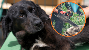 Detienen a adulto mayor ebrio que atacó a un perro con una motosierra en Los Ángeles