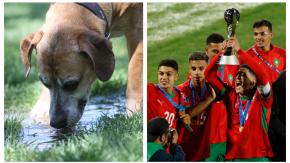 Mundial 2030: Animalistas acusan que Marruecos estaría sacrificando hasta 3 millones de perros para "limpiar" las calles