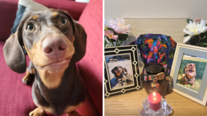 Llevó a su perrita para esterilizarla y falleció: Las denuncias contra la clínica veterinaria de 'Lindorfo' Jiménez