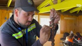 "Esa no es la verdadera brocheta de frutilla": Chef explica cómo identificar frutillas cubiertas con chocolate de una falsa