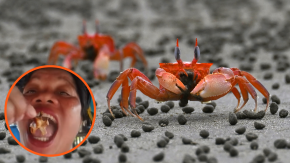 Filipinas: Influencer culinaria muere tras comer un cangrejo venenoso en video viral