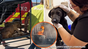 Así fue el rescate de los perritos que resultaron heridos tras la explosión en Renca: se encontraban a un costado de la autopista