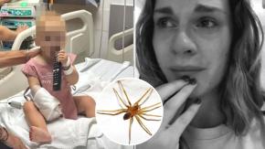 Hija de Tanza Varela internada por picadura de araña de rincón: ¿Cómo reconocerlas y qué hacer si te muerde una?