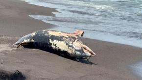 Hallan un delfín muerto en la costa mexicana de Veracruz tras un derrame de petróleo