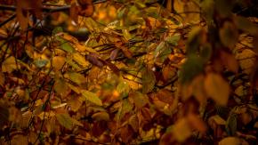 ¿Cuándo inicia el otoño en Chile? Revisa AQUÍ la fecha y hora oficial del equinoccio 2026