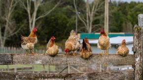 Tras foco de influenza aviar: SAG logra la reapertura de mercados de productos avícolas