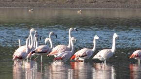 SAG detecta virus de gripe aviar H5N1 en aves silvestres de la región de Valparaíso