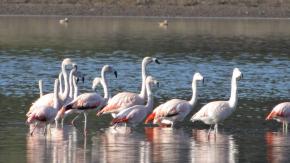 SAG detecta virus de gripe aviar H5N1 en aves silvestres de la región de Valparaíso