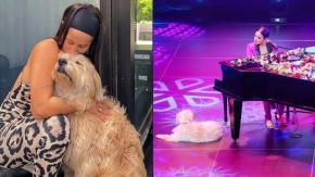 “No te vas a morir, ahora vamos a ser familia”: El emotivo relato de Denisse Rosenthal sobre su perro "Farkas"