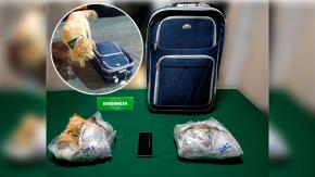 "Gorky", perro antidrogas de Carabineros, frustra traslado de más de dos kilos de sustancia ilícita en Temuco