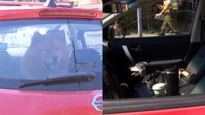 Conductor viajó con sus perros desde Viña a Santiago sin papeles y le quitaron el auto: ¿Qué pasó con las mascotas?