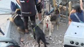 Operativo en el río Mapocho desata preocupación por perros que vivían en rucos: Fundación hizo importante llamado