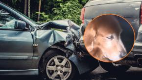 Lealtad a toda prueba: conductor murió en accidente de tránsito y su perro se negó a abandonar el cuerpo