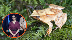 "Es una medida clave": Gobierno explicó sus razones para reingresar decreto para la protección de la ranita de Darwin