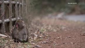 Mientras Punch conquista corazones, la matanza es la realidad para los macacos japoneses