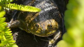 FOTOS | Registran avistamiento en Parque Tricao de rana gigante chilena, especie en estado vulnerable de conservación