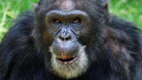 Investigación da a conocer sangrienta "guerra civil" entre chimpancés: Diez años separados y matándose entre sí