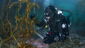 Reportan presencia de especie invasora que amenaza bosques de algas en la Patagonia chilena