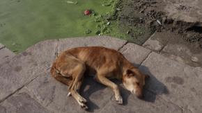 “Fue quemada viva”: Municipalidad de Maipú anuncia querella por brutal caso de maltrato animal