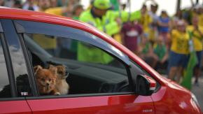 Brasil aprueba ley que regula la custodia de mascotas tras una separación: así funcionará