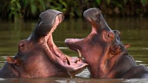 Colombia sacrificará a hipopótamos descendientes de los que Pablo Escobar llevó a su zoológico personal