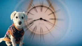 Cambio de hora: ¿Cómo les afecta a las mascotas?