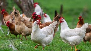 Alerta por 20 casos de gripe aviar en lo que va del año ¿Cuáles son los síntomas?