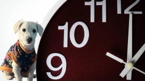 Cambio de hora: ¿Cómo les afecta a las mascotas?