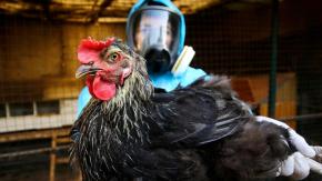 Confirman primer caso de gripe aviar en aves de traspatio en la región de Ñuble