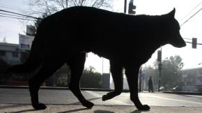 Niña muere tras ser atacada por perros al interior de molino en Chillán: Fiscalía investiga los hechos