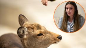 Joven española terminó en la UCI por acariciar un ciervo silvestre: contrajo delicada enfermedad