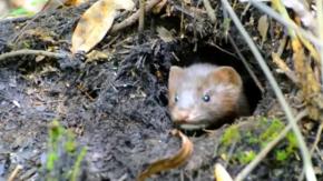 Las medidas para frenar el avance del visón americano en Chile: Podría llegar a la Región Metropolitana 