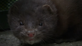 Plaga de visones podría llegar a la RM: ¿Cuáles son los riesgos? 